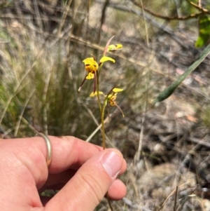 Diuris sulphurea at Lower Cotter Catchment - 13 Oct 2023