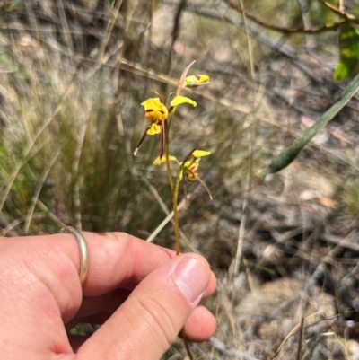 Diuris sulphurea (Tiger Orchid) at Lower Cotter Catchment - 13 Oct 2023 by RangerRiley