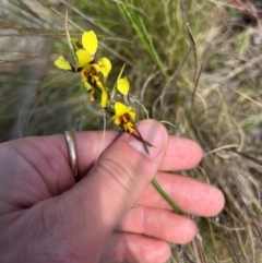 Diuris sulphurea (Tiger Orchid) at Lower Cotter Catchment - 13 Oct 2023 by RangerRiley