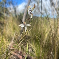 Caladenia moschata (Musky Caps) at Lower Cotter Catchment - 13 Oct 2023 by RangerRiley