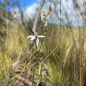 Caladenia moschata at Lower Cotter Catchment - suppressed