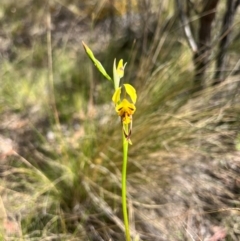 Diuris sulphurea (Tiger Orchid) at Lower Cotter Catchment - 12 Oct 2023 by RangerRiley