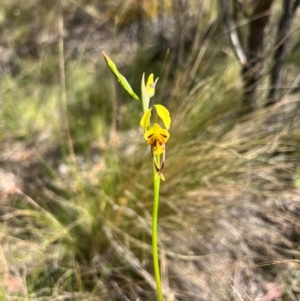 Diuris sulphurea at Lower Cotter Catchment - suppressed