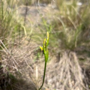 Diuris sulphurea at Lower Cotter Catchment - 13 Oct 2023