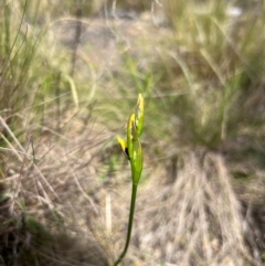 Diuris sulphurea (Tiger Orchid) at Lower Cotter Catchment - 12 Oct 2023 by RangerRiley