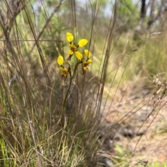 Diuris sulphurea (Tiger Orchid) at Lower Cotter Catchment - 13 Oct 2023 by RangerRiley