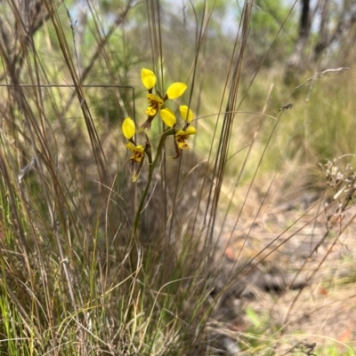 Diuris sulphurea (Tiger Orchid) at Lower Cotter Catchment - 13 Oct 2023 by RangerRiley