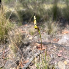 Diuris sulphurea (Tiger Orchid) at Lower Cotter Catchment - 12 Oct 2023 by RangerRiley