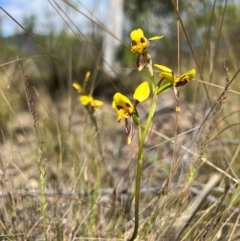 Diuris sulphurea (Tiger Orchid) at Lower Cotter Catchment - 13 Oct 2023 by RangerRiley