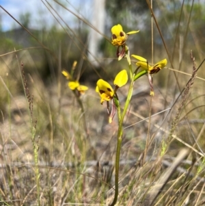 Diuris sulphurea at Lower Cotter Catchment - suppressed