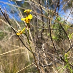 Diuris sulphurea (Tiger Orchid) at Lower Cotter Catchment - 12 Oct 2023 by RangerRiley