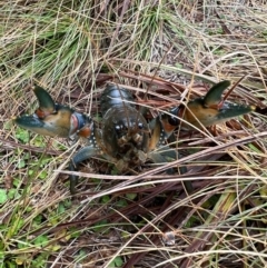 Euastacus sp. (genus) (Spiny crayfish) at Kosciuszko National Park - 13 Apr 2023 by RangerRiley