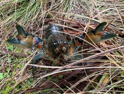 Euastacus sp. (genus) (Spiny crayfish) at Kosciuszko National Park - 12 Apr 2023 by RangerRiley