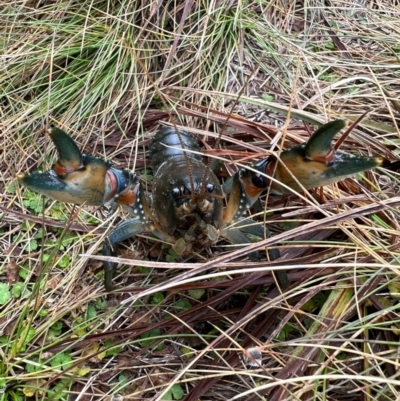 Euastacus sp. (genus) (Spiny crayfish) at Jagungal Wilderness, NSW - 12 Apr 2023 by RangerRiley
