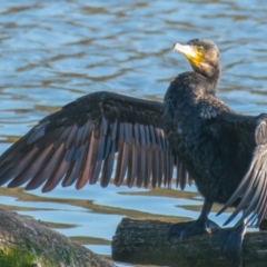 Phalacrocorax carbo (Great Cormorant) at Ocean Grove, VIC - 25 Sep 2018 by Petesteamer