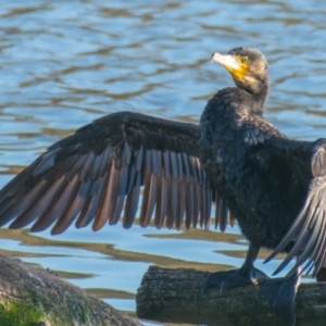 Phalacrocorax carbo at Ocean Grove, VIC - 26 Sep 2018 08:44 AM