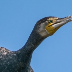 Phalacrocorax carbo at Ocean Grove, VIC - 26 Sep 2018 08:44 AM