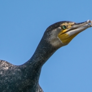 Phalacrocorax carbo at Ocean Grove, VIC - 26 Sep 2018 08:44 AM