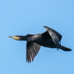 Phalacrocorax carbo at Ocean Grove, VIC - 26 Sep 2018 08:44 AM