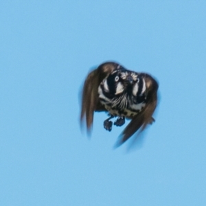 Phylidonyris novaehollandiae at Ocean Grove, VIC - 26 Sep 2018 04:44 PM