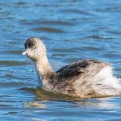 Poliocephalus poliocephalus (Hoary-headed Grebe) at Ocean Grove, VIC - 25 Sep 2018 by Petesteamer