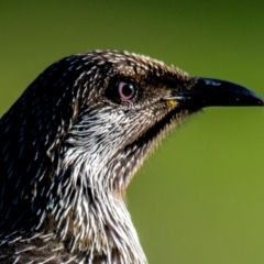 Anthochaera chrysoptera (Little Wattlebird) at Ocean Grove, VIC - 25 Sep 2018 by Petesteamer