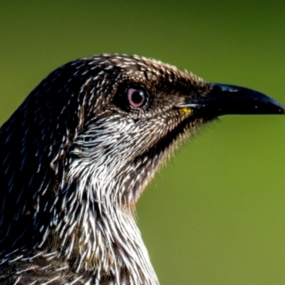 Anthochaera chrysoptera (Little Wattlebird) at Ocean Grove, VIC - 26 Sep 2018 by Petesteamer