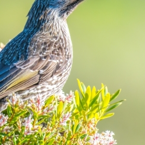 Anthochaera chrysoptera at Ocean Grove, VIC - 26 Sep 2018