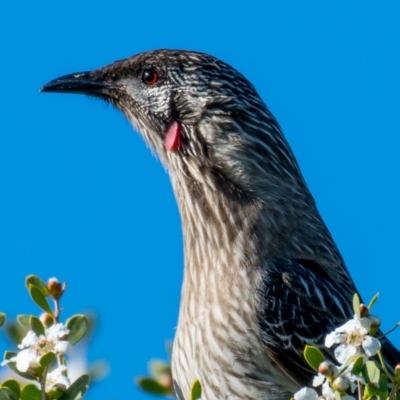 Anthochaera carunculata (Red Wattlebird) at Ocean Grove, VIC - 26 Sep 2018 by Petesteamer