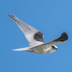 Elanus axillaris at Ocean Grove, VIC - 27 Sep 2018