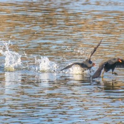 Gallinula tenebrosa (Dusky Moorhen) at Ocean Grove, VIC - 26 Sep 2018 by Petesteamer