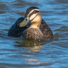 Anas superciliosa (Pacific Black Duck) at Ocean Grove, VIC - 26 Sep 2018 by Petesteamer