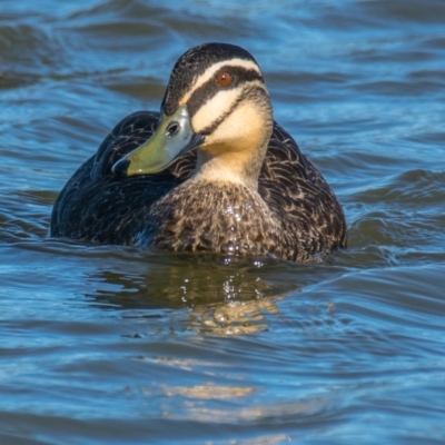 Anas superciliosa (Pacific Black Duck) at Ocean Grove, VIC - 25 Sep 2018 by Petesteamer