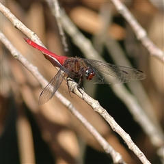 Unidentified Dragonfly or Damselfly (Odonata) at Salamander Bay, NSW - 1 Apr 2024 by MichaelWenke