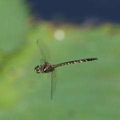 Hemicordulia australiae (Australian Emerald) at Salamander Bay, NSW - 1 Apr 2024 by MichaelWenke