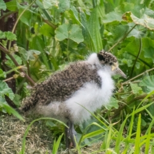 Vanellus miles at Ocean Grove, VIC - 30 Sep 2018 12:49 PM