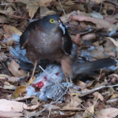 Tachyspiza cirrocephala (Collared Sparrowhawk) at Curtin, ACT - 2 Apr 2024 by KMcCue