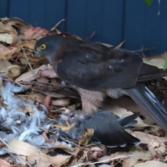 Accipiter cirrocephalus at Curtin, ACT - 2 Apr 2024