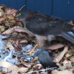 Accipiter cirrocephalus at Curtin, ACT - 2 Apr 2024