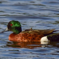 Anas castanea (Chestnut Teal) at Ocean Grove, VIC - 10 Mar 2018 by Petesteamer