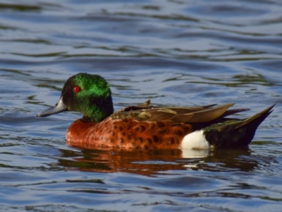 Anas castanea (Chestnut Teal) at Ocean Grove, VIC - 11 Mar 2018 by Petesteamer