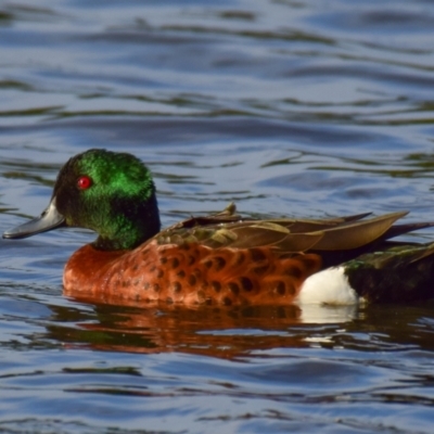 Anas castanea (Chestnut Teal) at Ocean Grove, VIC - 11 Mar 2018 by Petesteamer