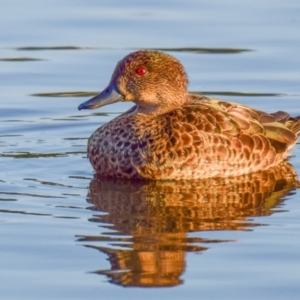 Anas castanea at Ocean Grove, VIC - 11 Mar 2018