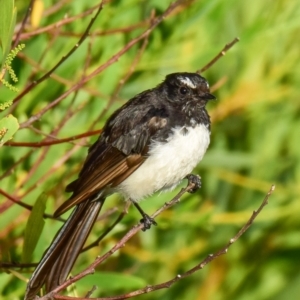 Rhipidura leucophrys at Ocean Grove, VIC - 11 Mar 2018 07:35 AM