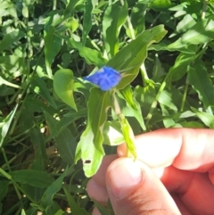 Commelina cyanea at Campbell, ACT - 2 Apr 2024