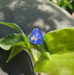 Commelina cyanea at Campbell, ACT - 2 Apr 2024