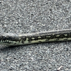 Morelia spilota spilota (Diamond Python) at Bundanoon - 30 Mar 2024 by NigeHartley