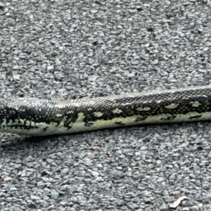 Morelia spilota spilota at Bundanoon - 30 Mar 2024 11:58 AM