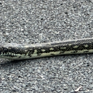 Morelia spilota spilota at Bundanoon - 30 Mar 2024