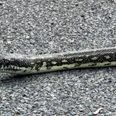 Morelia spilota spilota (Diamond Python) at Bundanoon, NSW - 30 Mar 2024 by NigeHartley